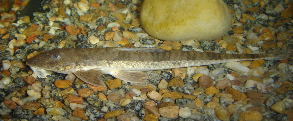 Whiptail Catfish (representative photo)