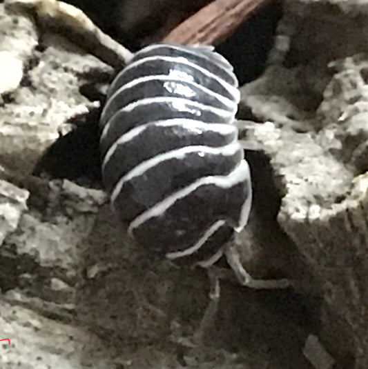 BeneBio Isopods Zebra - Armadillidium maculatum - 10 Count (representative photo)
