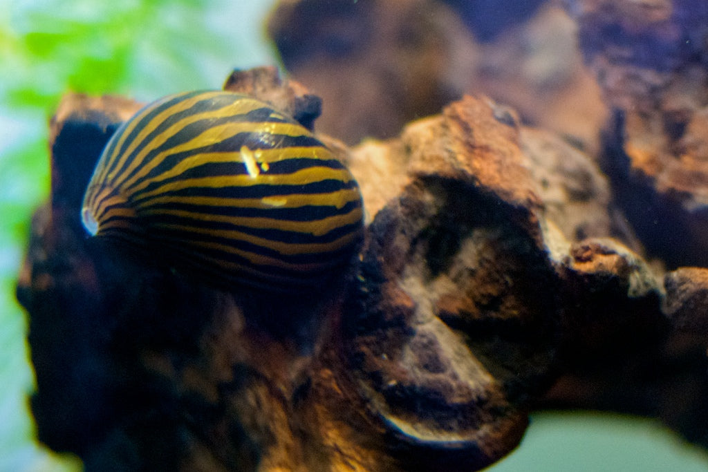 Neritina Zebra Snail (representative photo)
