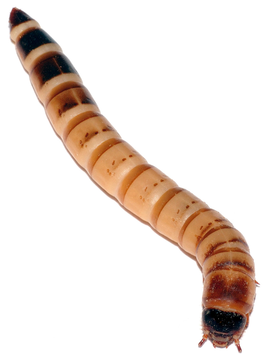 Benebugs Superworms 100ct (representative photo)