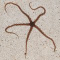Brittle Starfish