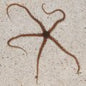 Brittle Starfish