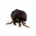 Red Leg Cortez Hermit Crab
