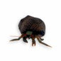 Red Leg Cortez Hermit Crab
