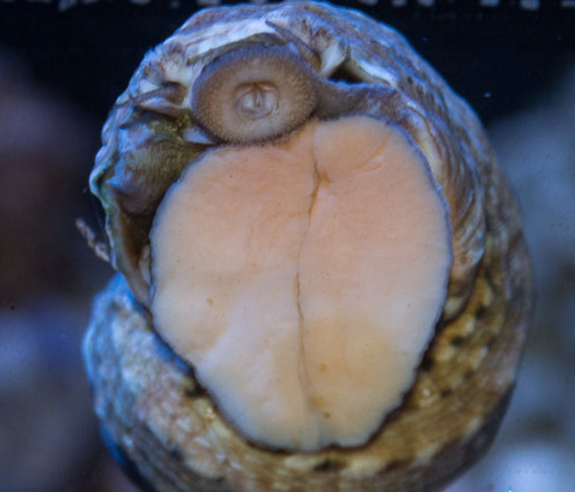 Turbo Mexican Snail