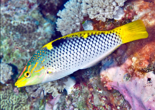 Checkered Marble Wrasse