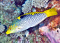 Checkered Marble Wrasse