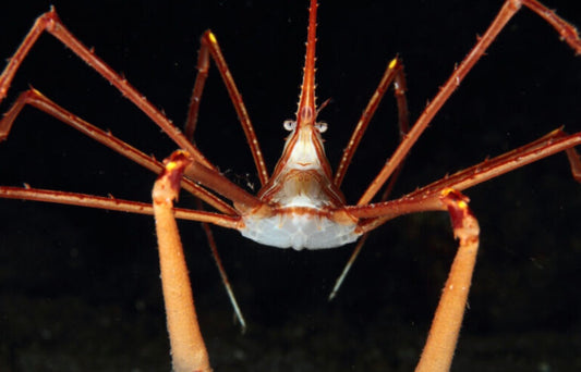 Arrow Crab