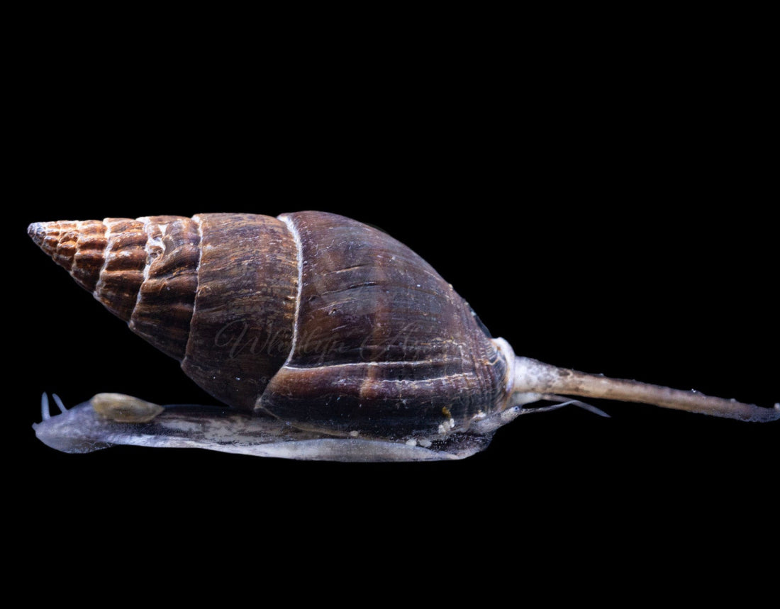 Nassarius Xlg Snail