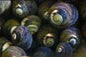 Margarita Black Snail