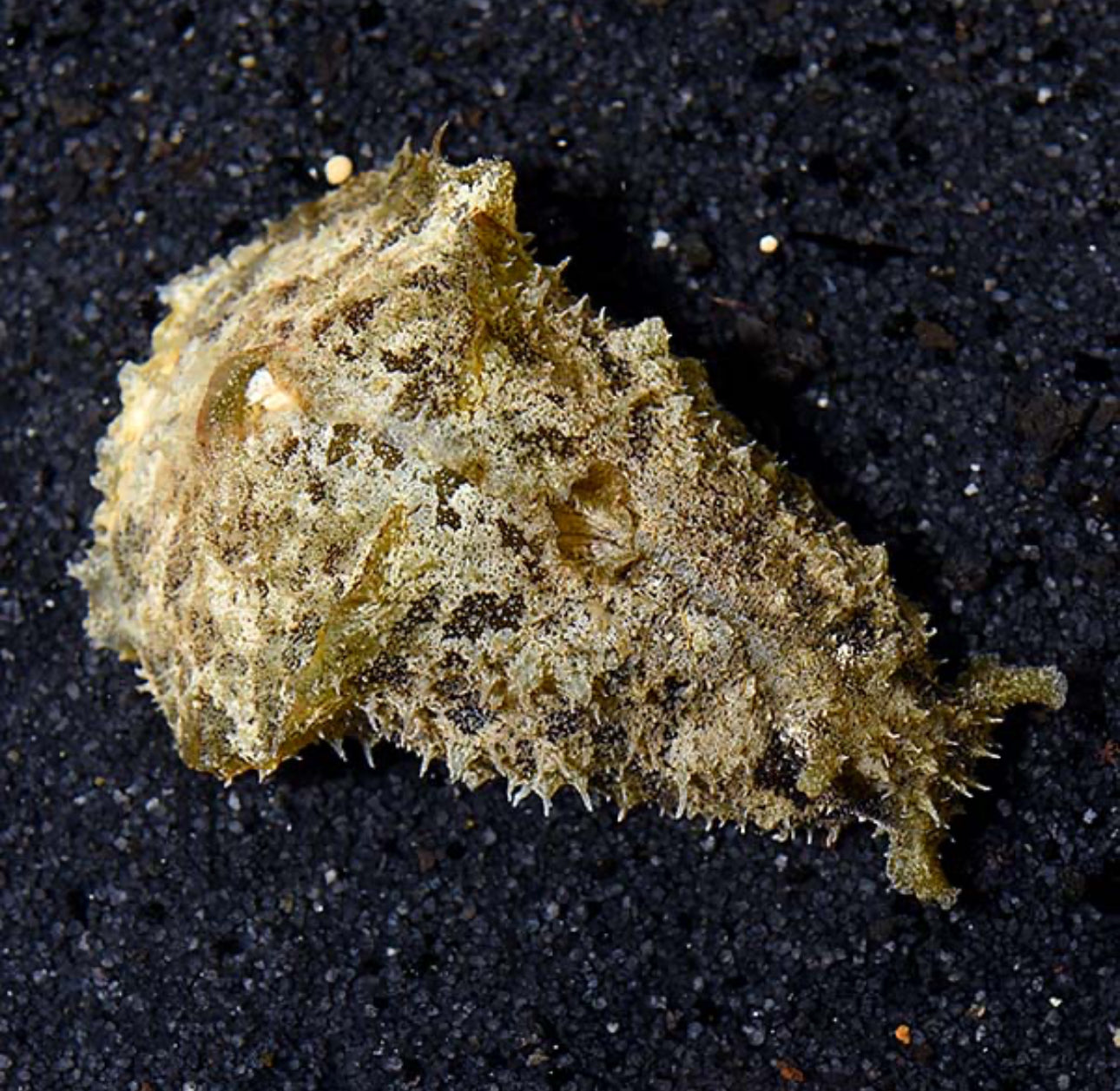 Sea Hare Wedge