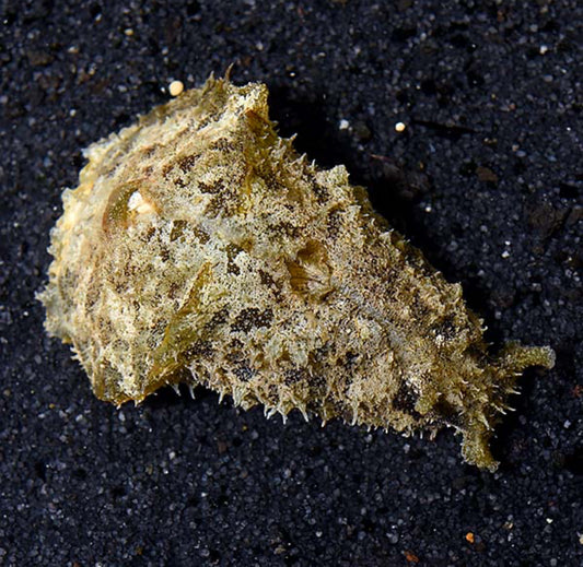 Sea Hare Wedge
