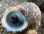 Turbo Cateye Snail