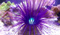 Tube Purple Anemone