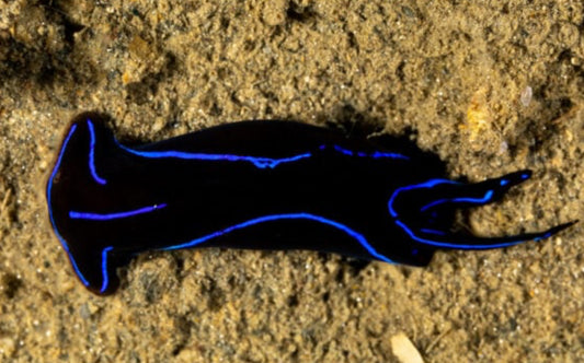 Sea Slug Blue Velvet