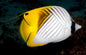 Auriga Butterfly