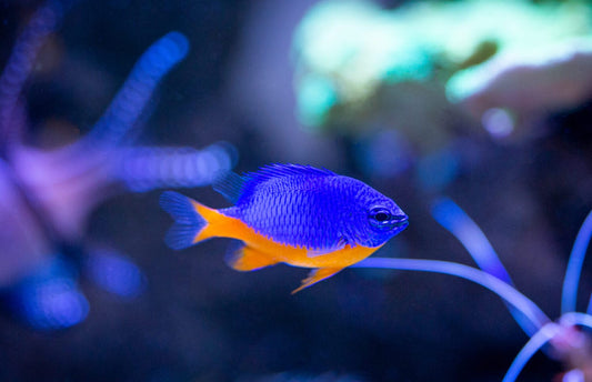 Azure Damsel