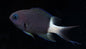 Bicolor Chromis
