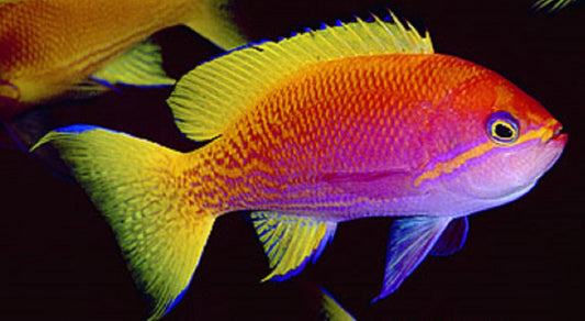 Bimaculatus - Female Anthias