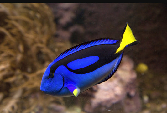 Blue Hepatus Lg Tang