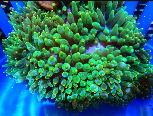 Bubble Anemone