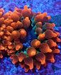 Bubble Rose Anemone