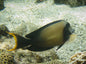 Chocolate Tang