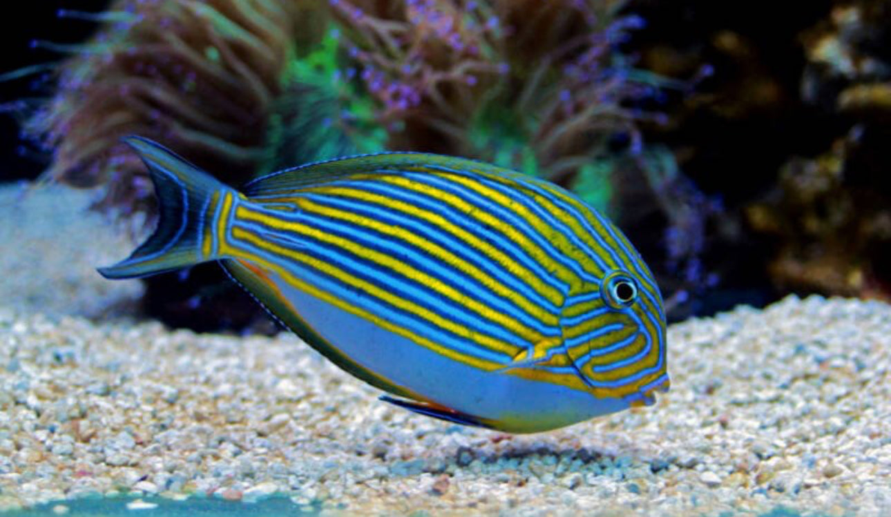 Clown Tang