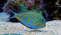 Clown Tang