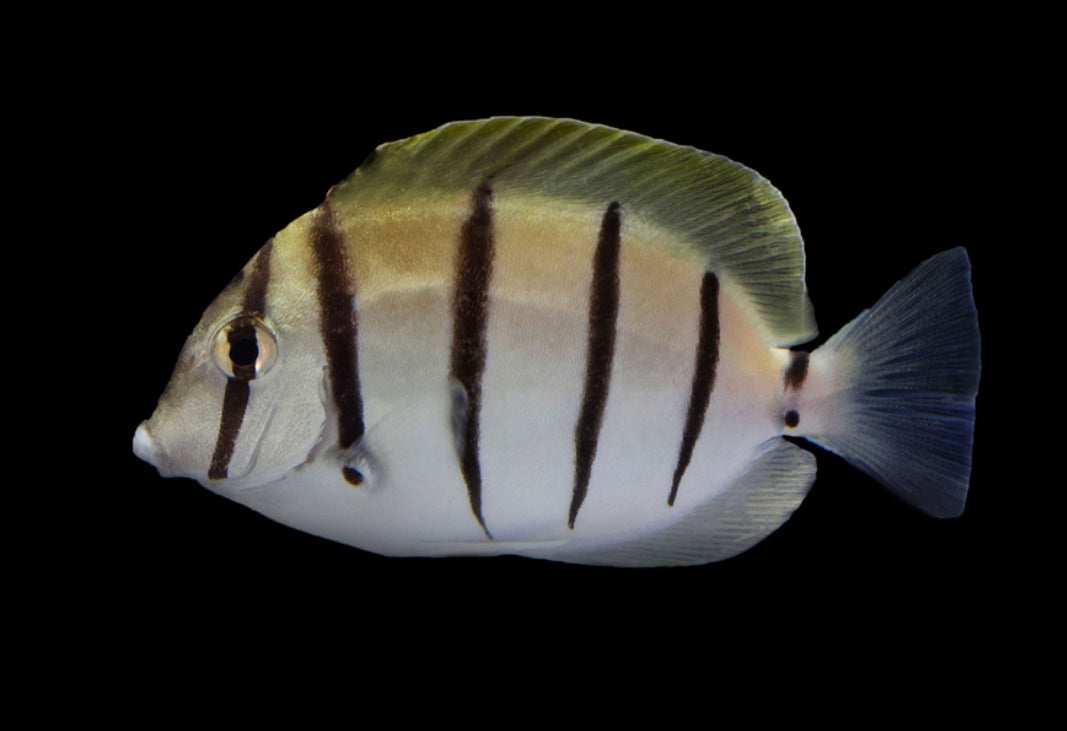 Convict Tang