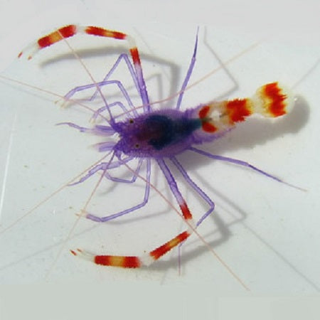 Coral Banded Purple Shrimp