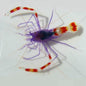 Coral Banded Purple Shrimp
