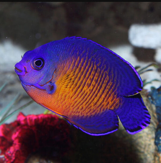 Coral Beauty Angel