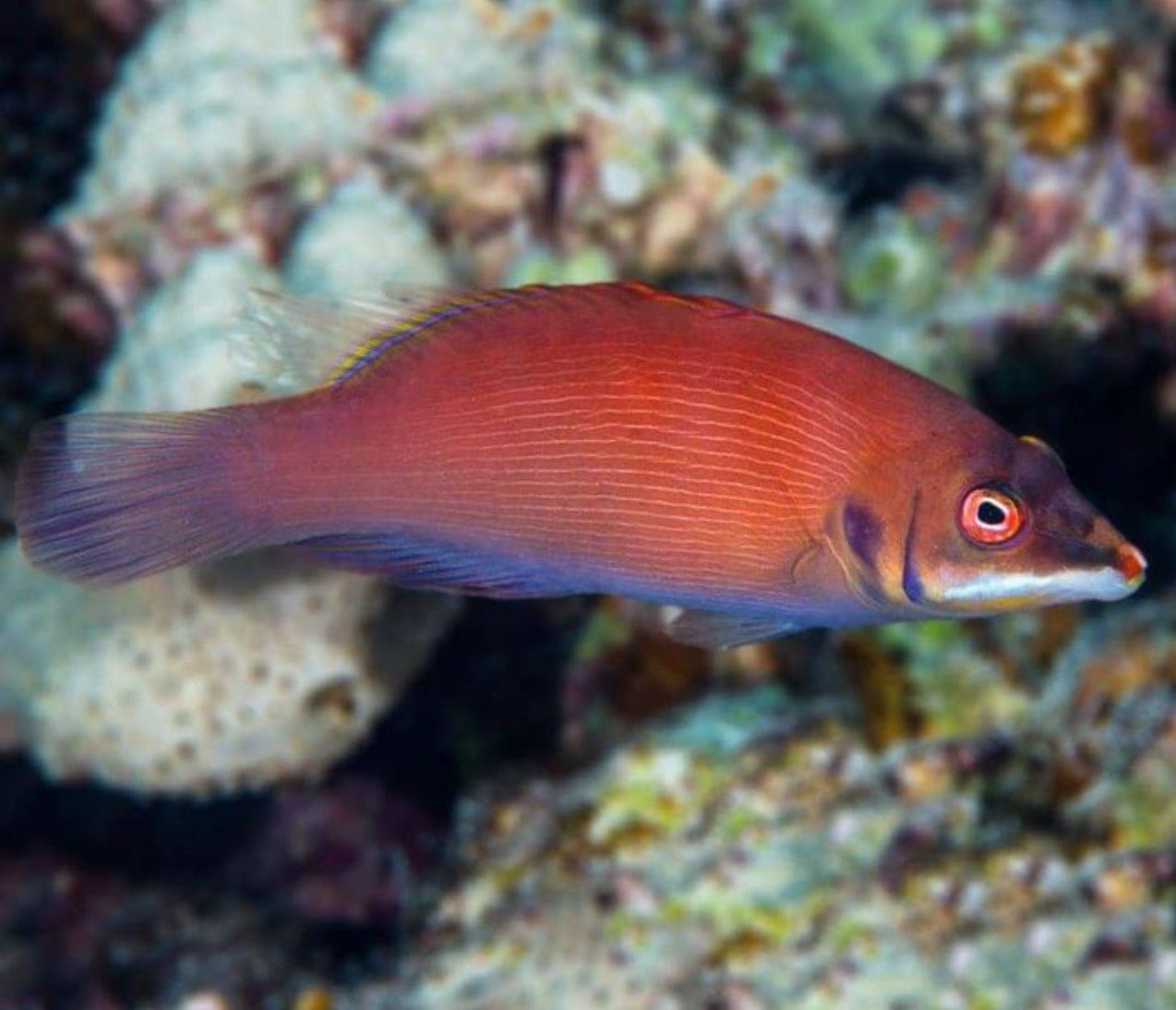 Disappearing Wrasse