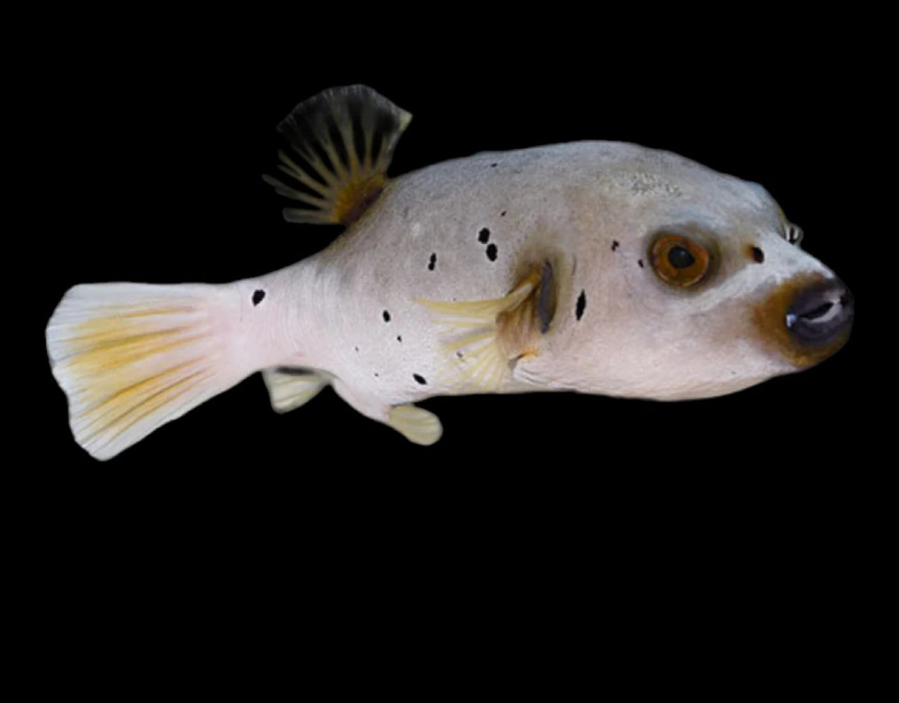 Dogface Puffer