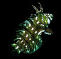 Dragon Wrasse