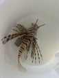Dwarf (Venomous) Lionfish