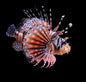 Dwarf Fuzzy (Venomous) Lionfish