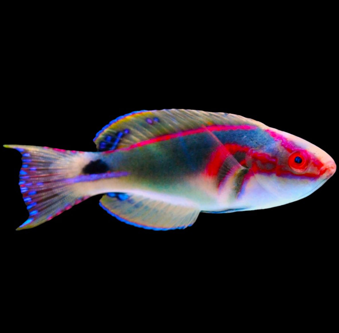 Exquisite Wrasse