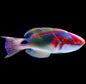 Exquisite Wrasse