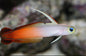 Firefish Goby