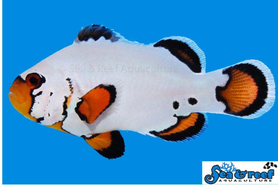 Flurry (AC) Clown
