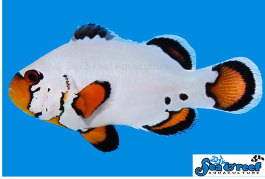 Flurry (AC) Clown