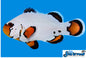 Flurry (AC) Clown