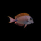 Lavender (Spot Cheeked) Tang
