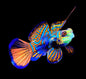 Mandarin Blue Dragonet