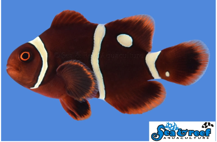 Maroon Gold Dot (AC) Clown