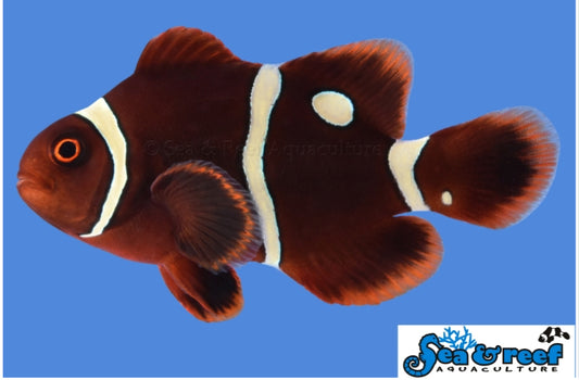 Maroon Gold Dot (AC) Clown