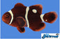 Maroon Gold Dot (AC) Clown