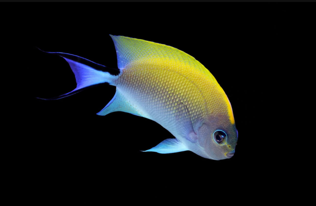Melanospilus - Female Angel